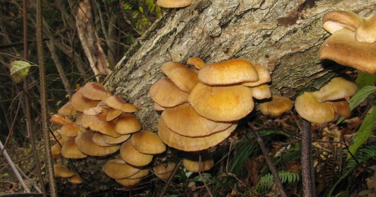 還敢全信AI？日男相信AI說野菇沒毒吃下肚，結果誤食毒菇嘔吐送醫日本一位男子誤信 AI 聊天機器人，將有毒的「月夜茸」烤熟吃下肚，送醫治療。專家警告，不應單純依靠 AI 識別野菇，應自行謹慎判斷。