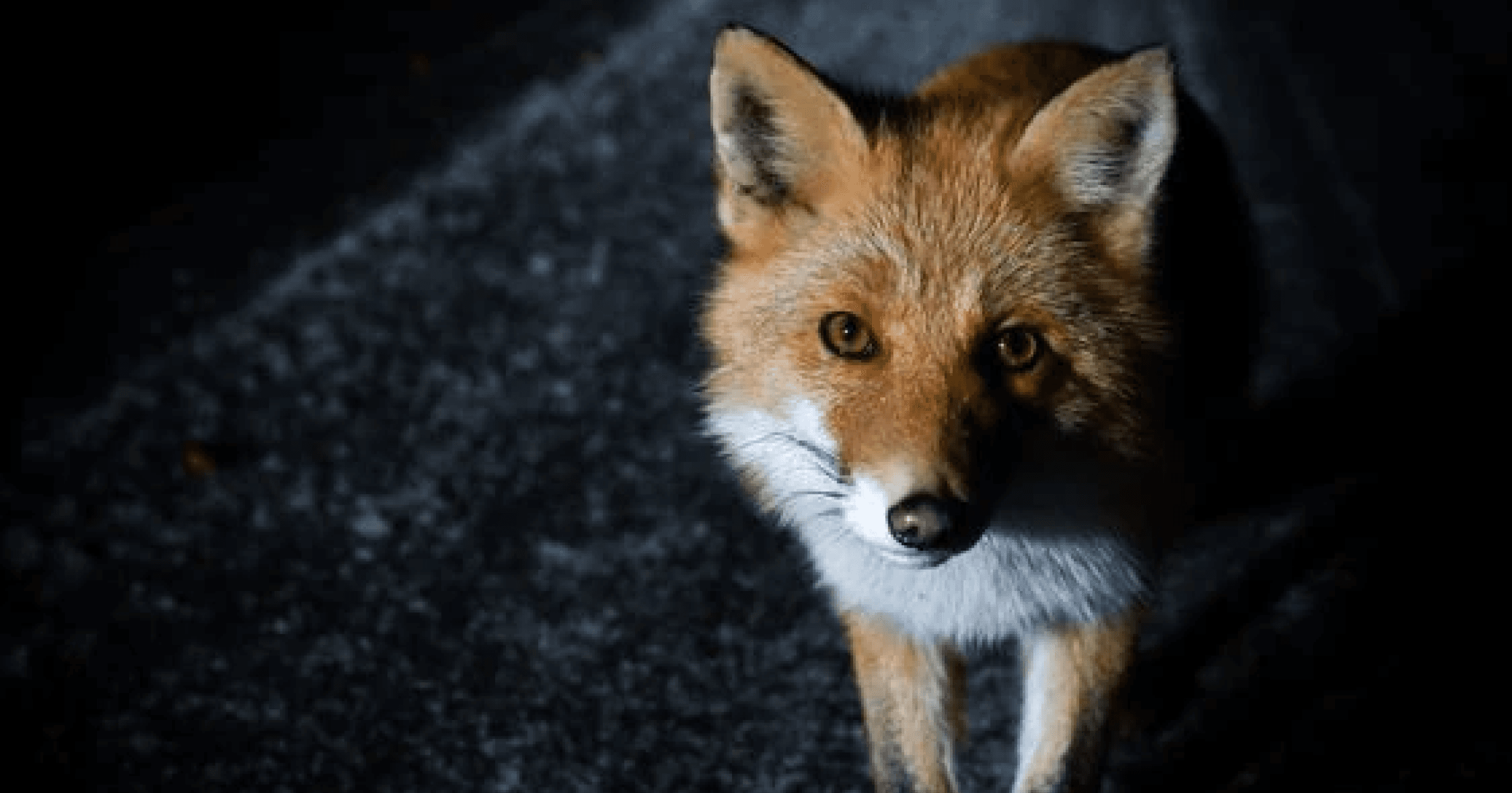 有「小狐狸」暱稱的以太坊錢包MetaMask，近日更改了隱私政策，會在特定情況下會蒐集使用者資料，但有兩招可以化解。去中心化喊假的？Metamask 爆出蒐集用戶資料，解方一次看！