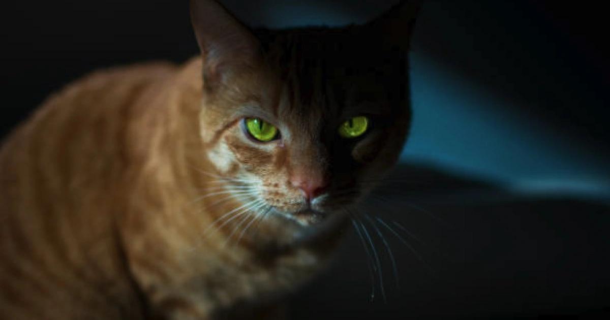 安卓手機用戶小心！這款間諜APP正偷看帳密，已有數萬人個資被盜資安研究員發現 Android 間諜軟體 Catwatchful 偽裝成家長監控 APP，已竊取逾數萬名受害者手機資料。該軟體能竊取照片、訊息、位置，甚至遠端錄音錄影。