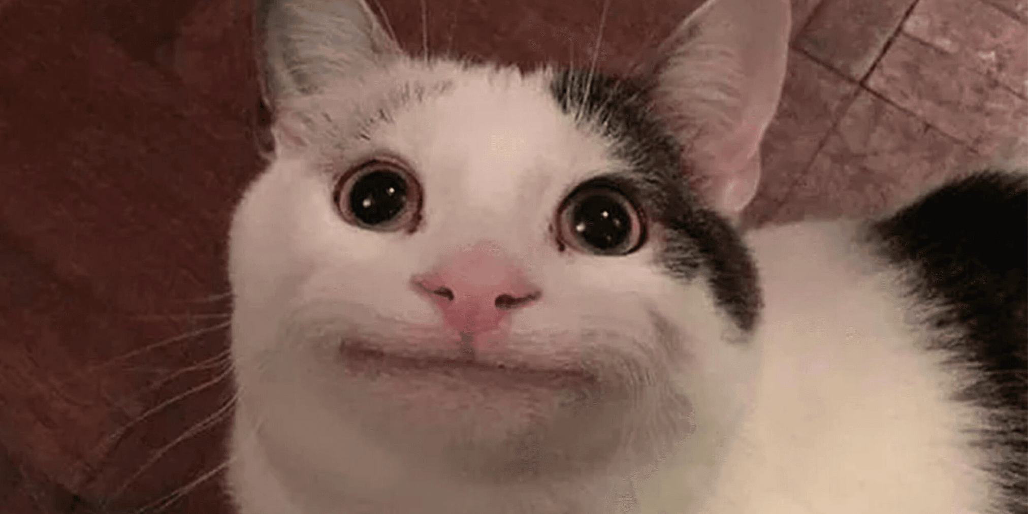 從過去的狗狗 meme 到青蛙，再到如今的貓咪，市場關注點不斷隨著行情變化。眼下，一些用戶已經開始在貓貓幣領域佈局，搶佔新的敘事。貓貓迷因幣大作戰！盤點 5 大貓系項目，誰會成為第一個暴漲貓幣？