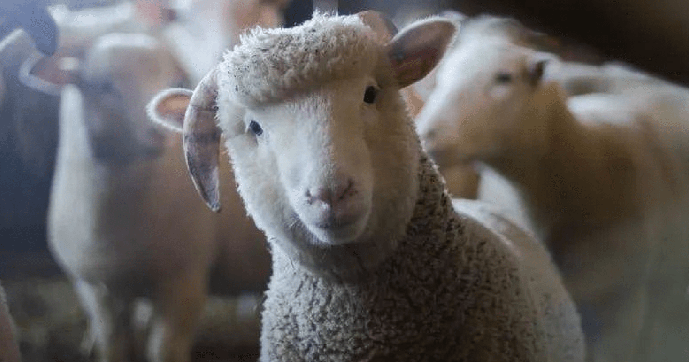 自 Uniswap 的治理代幣免費分配開始，Web3 項目代幣免費發放成風，導致使用者擁擠。為避免虛假用戶獲得代幣，項目方反女巫措施越嚴。專家建議散戶多重參與、增加真實性。「反女巫」越演越烈！空投工作室、投研怎麼看？用戶還有機會「擼毛」嗎？